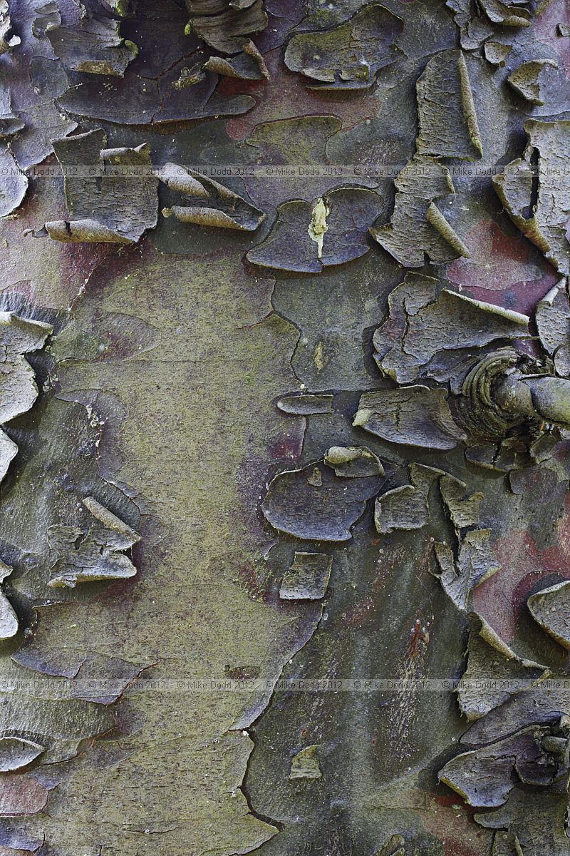 Cupressus arizonica var glabra Smooth Arizona Cypress