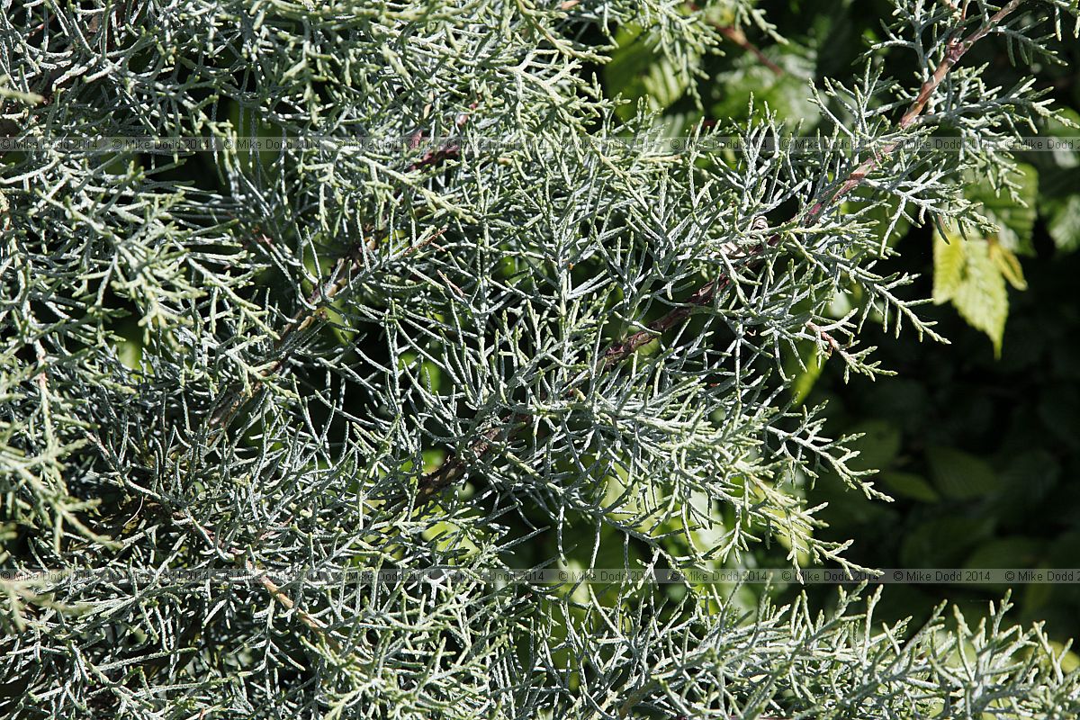 Cupressus arizonica var glabra 'Blue Ice'