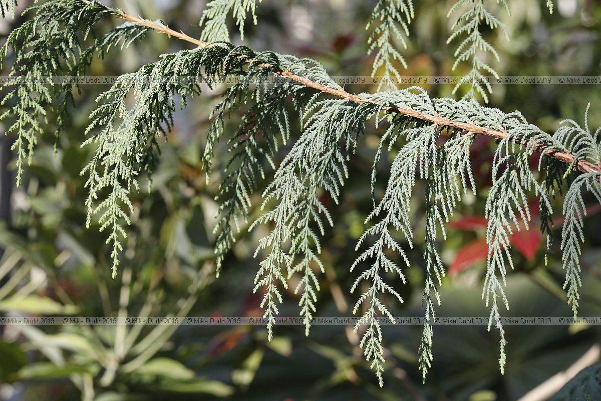 Cupressus cashmeriana Kashmir cypress