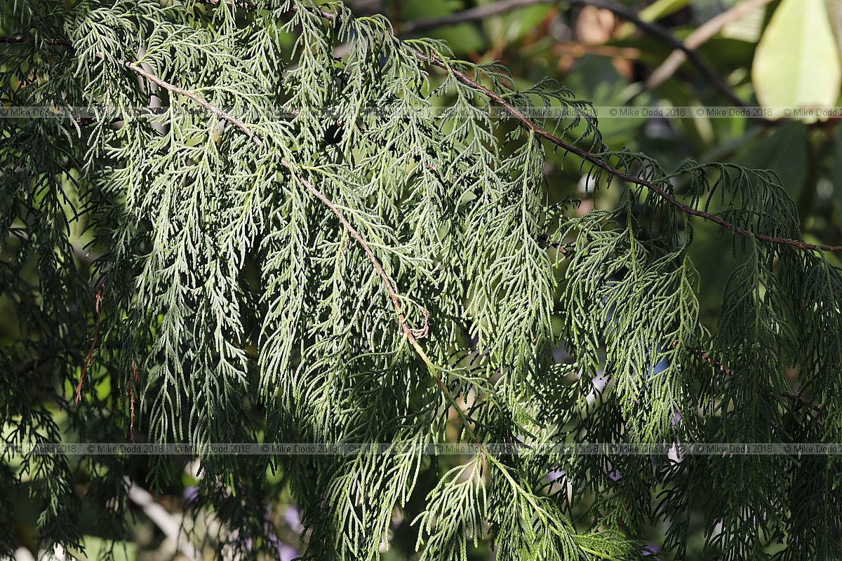 Cupressus chengiana var. jiangensis
