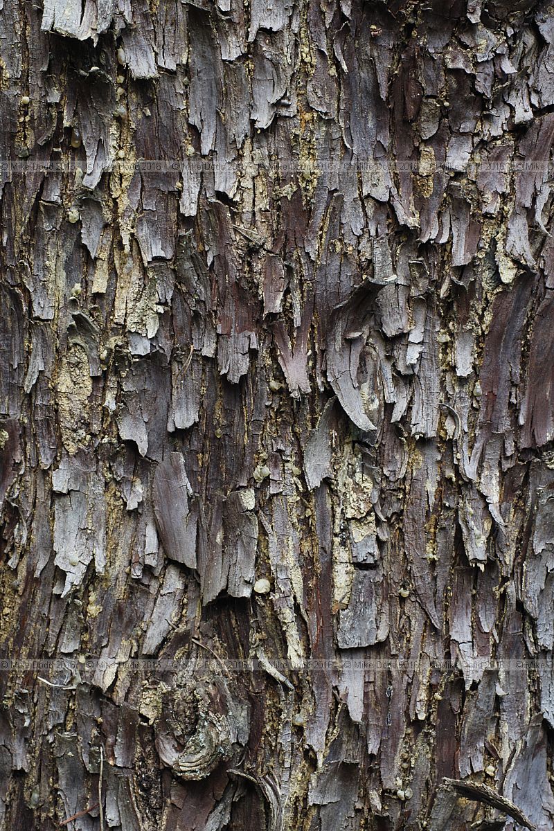 Cupressus glabra Arizona smooth bark cypress