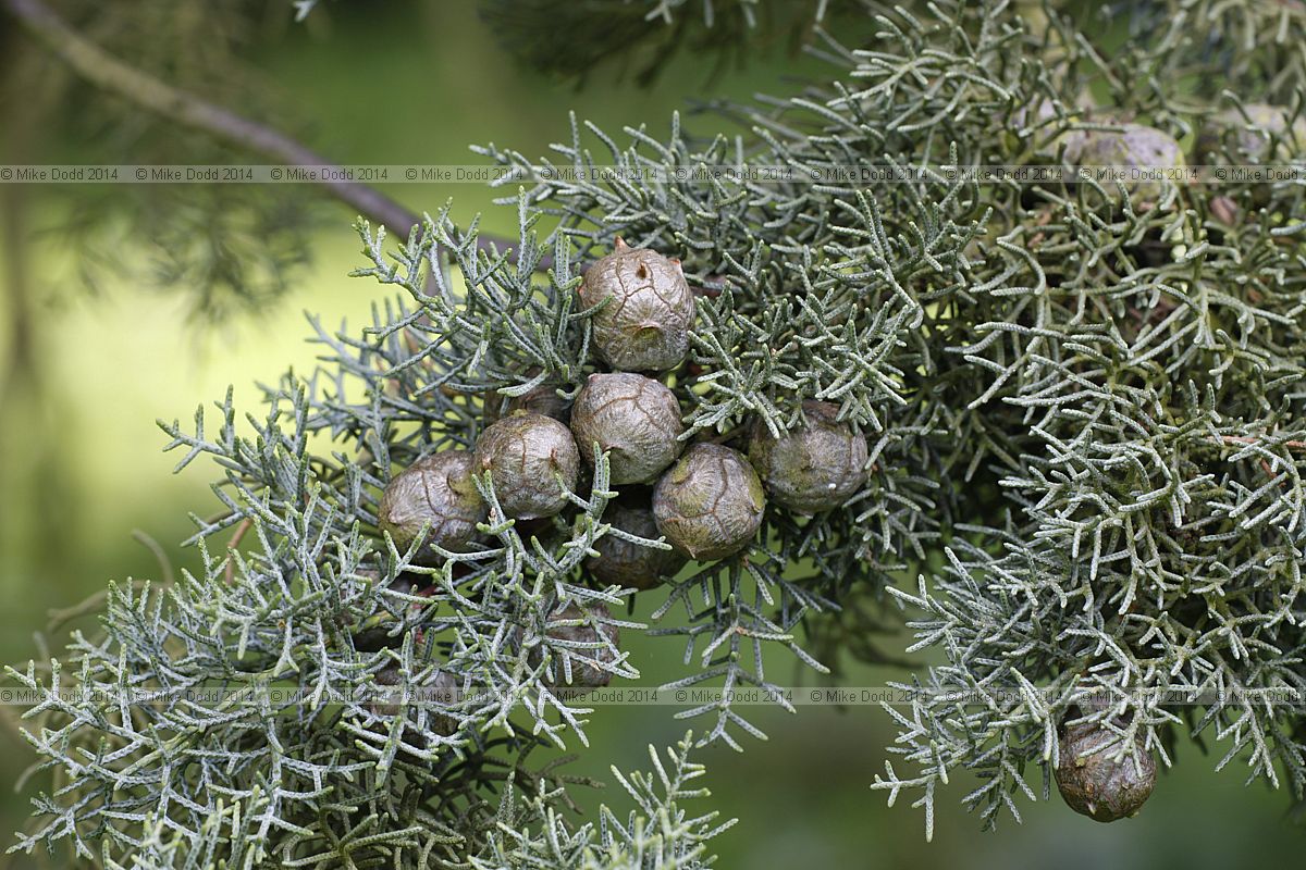 Cupressus glabra 'Conica' smooth Arizona cypress