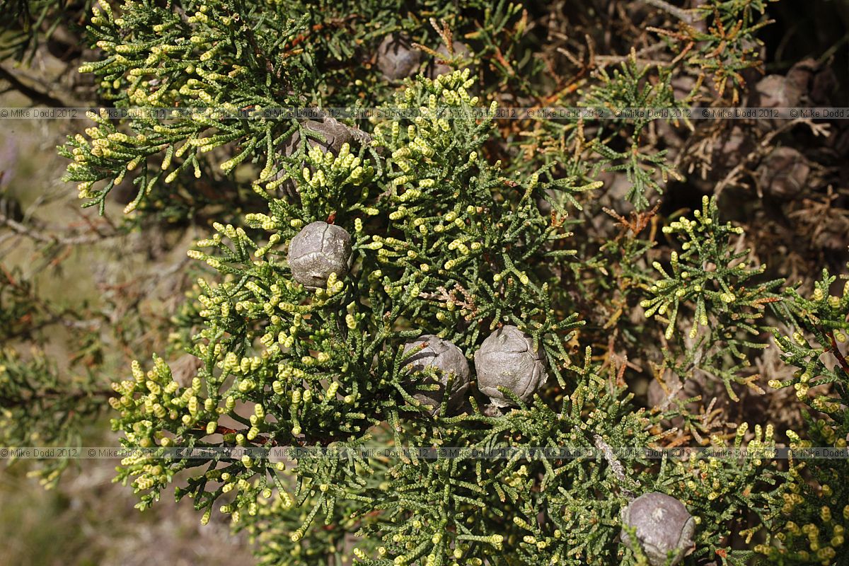 Cupressus goveniana Gowen Cypress