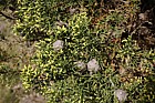 Cupressus goveniana Gowen Cypress