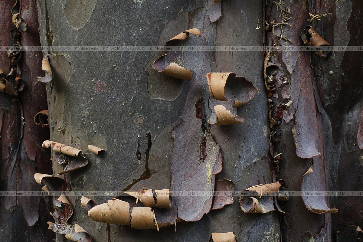 Cupressus guadalupensis