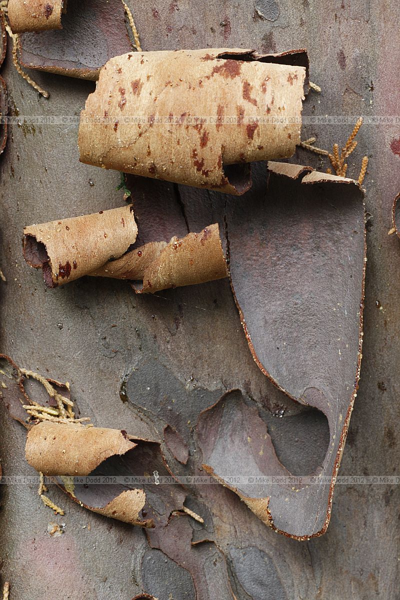 Cupressus guadalupensis