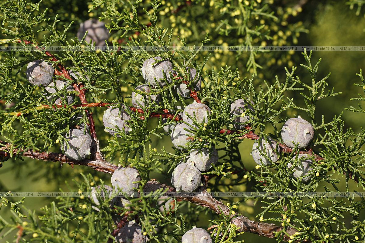 Cupressus lusitanica