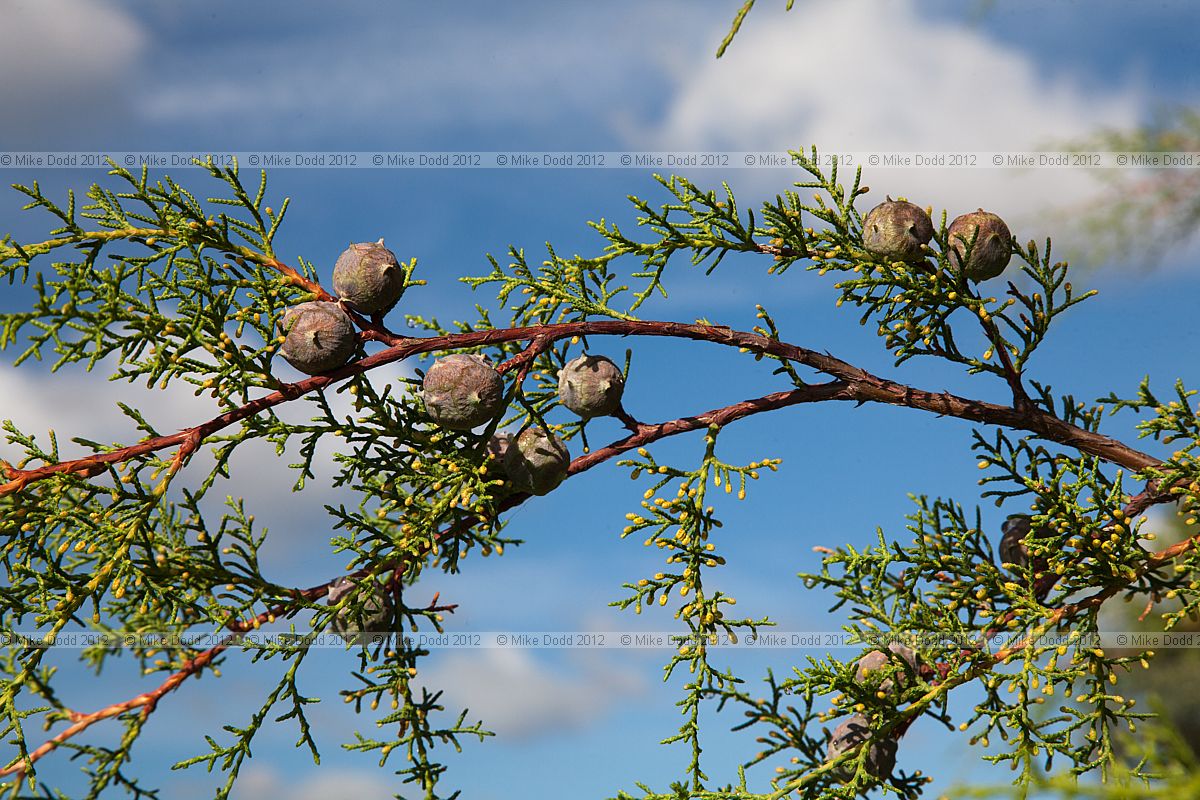 Cupressus lusitanica