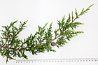 Cupressus macrocarpa Monterey Cypress