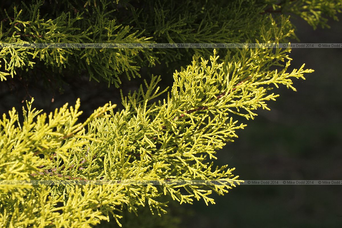 Cupressus macrocarpa 'Donard Gold'