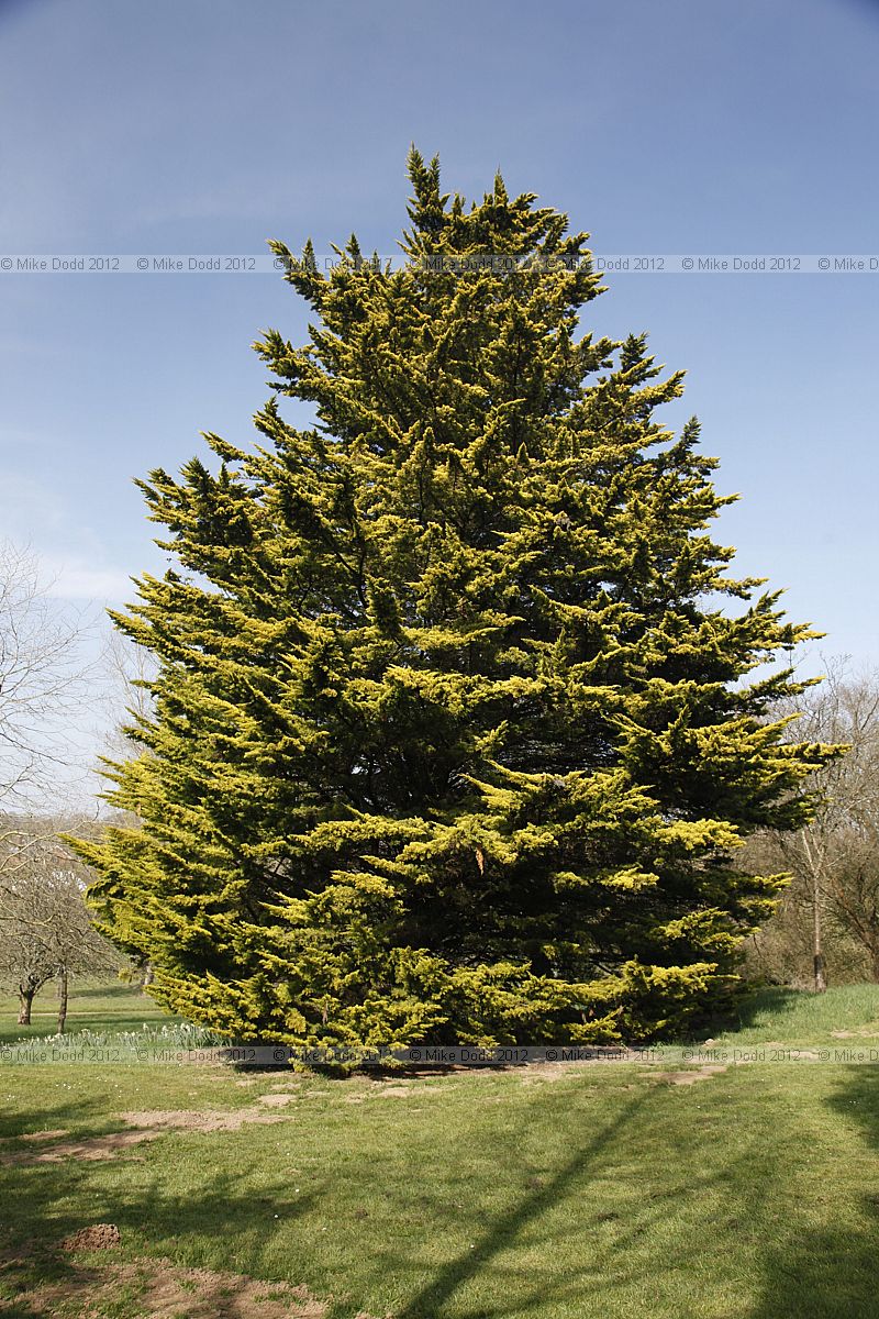 Cupressus macrocarpa 'Golden Pillar'
