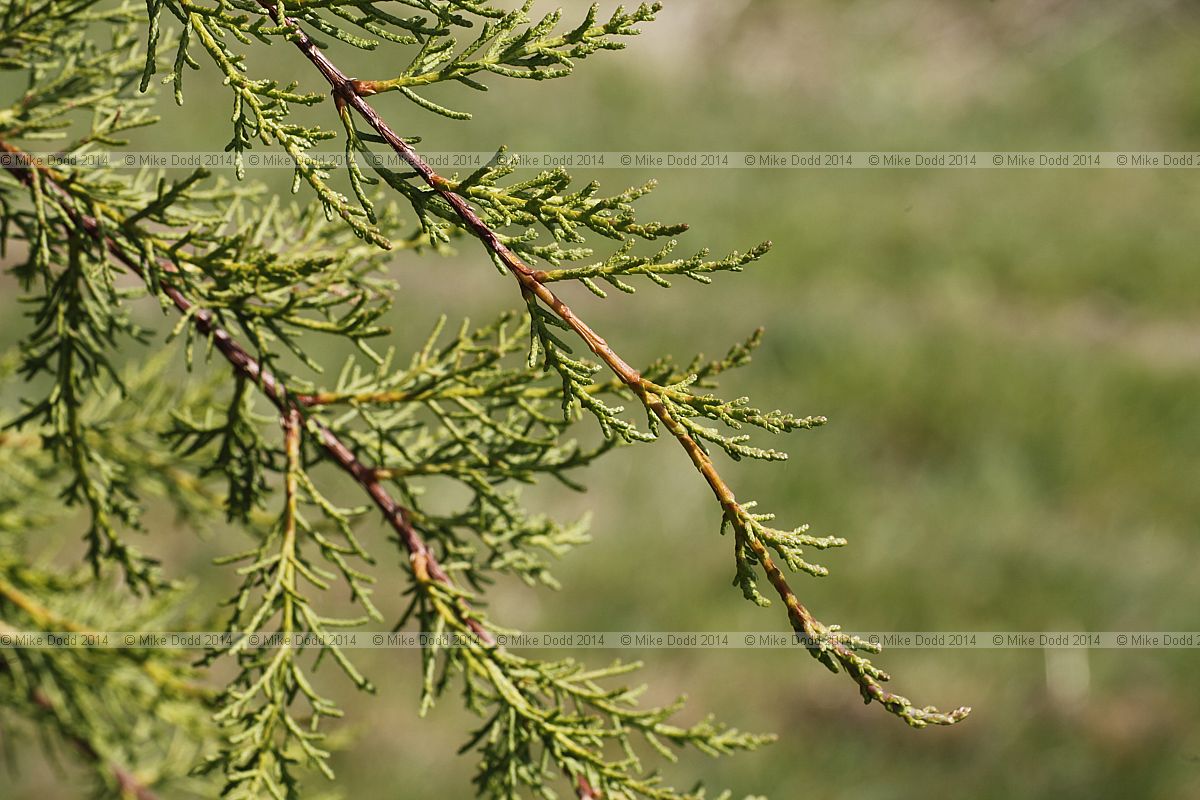 Cupressus macrocarpa 'Pendula'