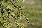 Cupressus macrocarpa 'Pendula'