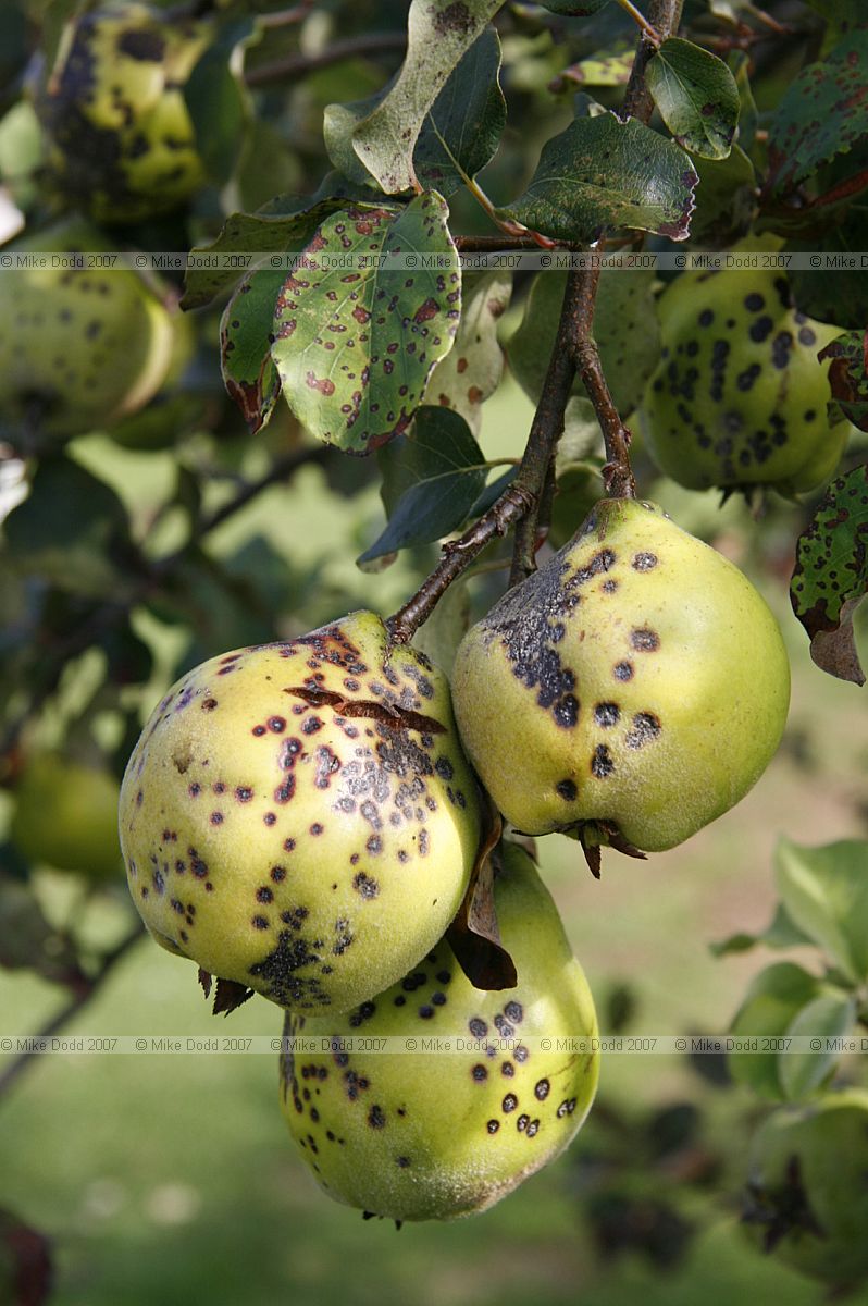 Cydonia oblonga Quince
