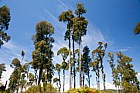 Dacrycarpus dacrydioides Kahikatea or White pine