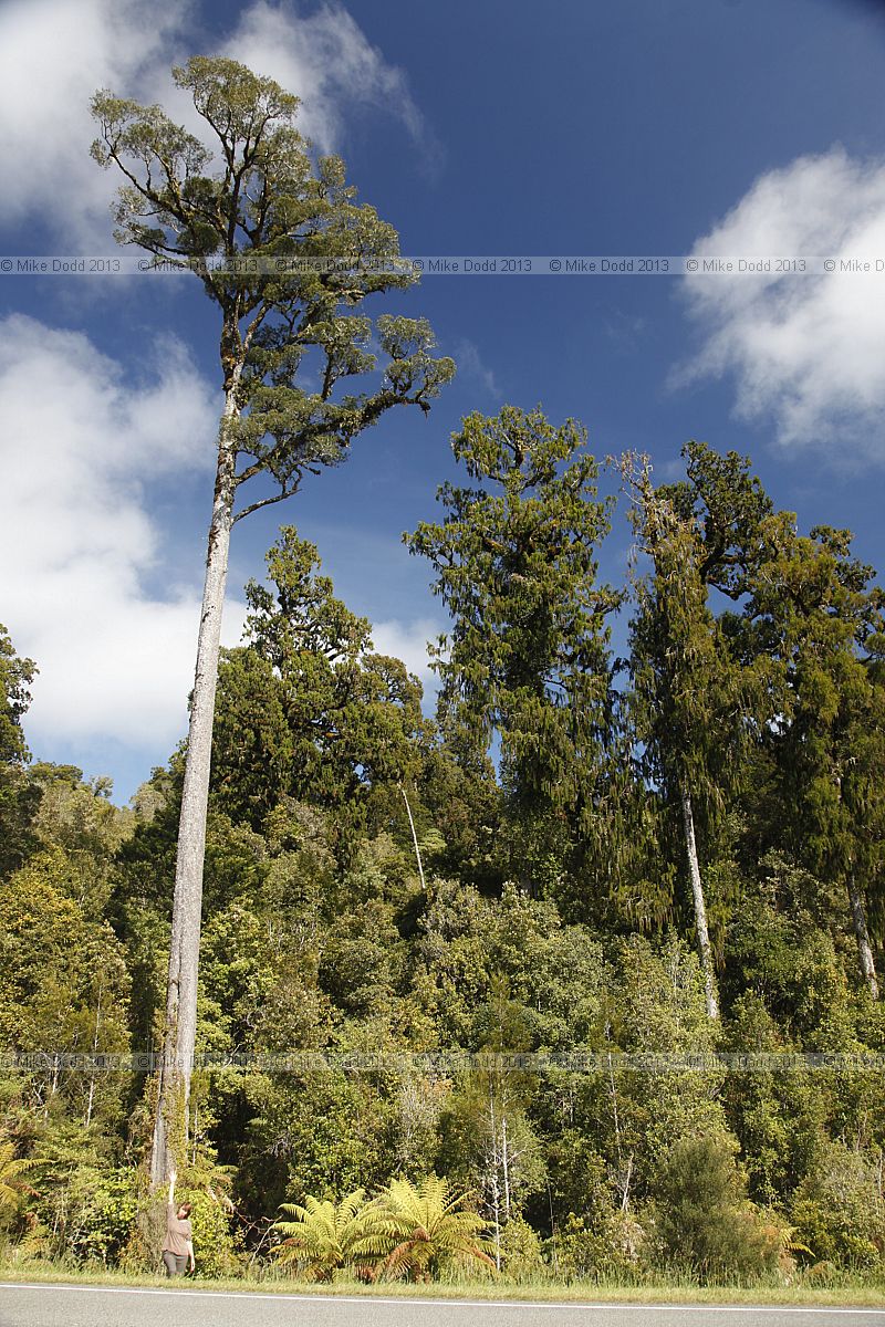 Dacrydium cupressinum Rimu forest