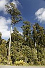 Dacrydium cupressinum Rimu forest