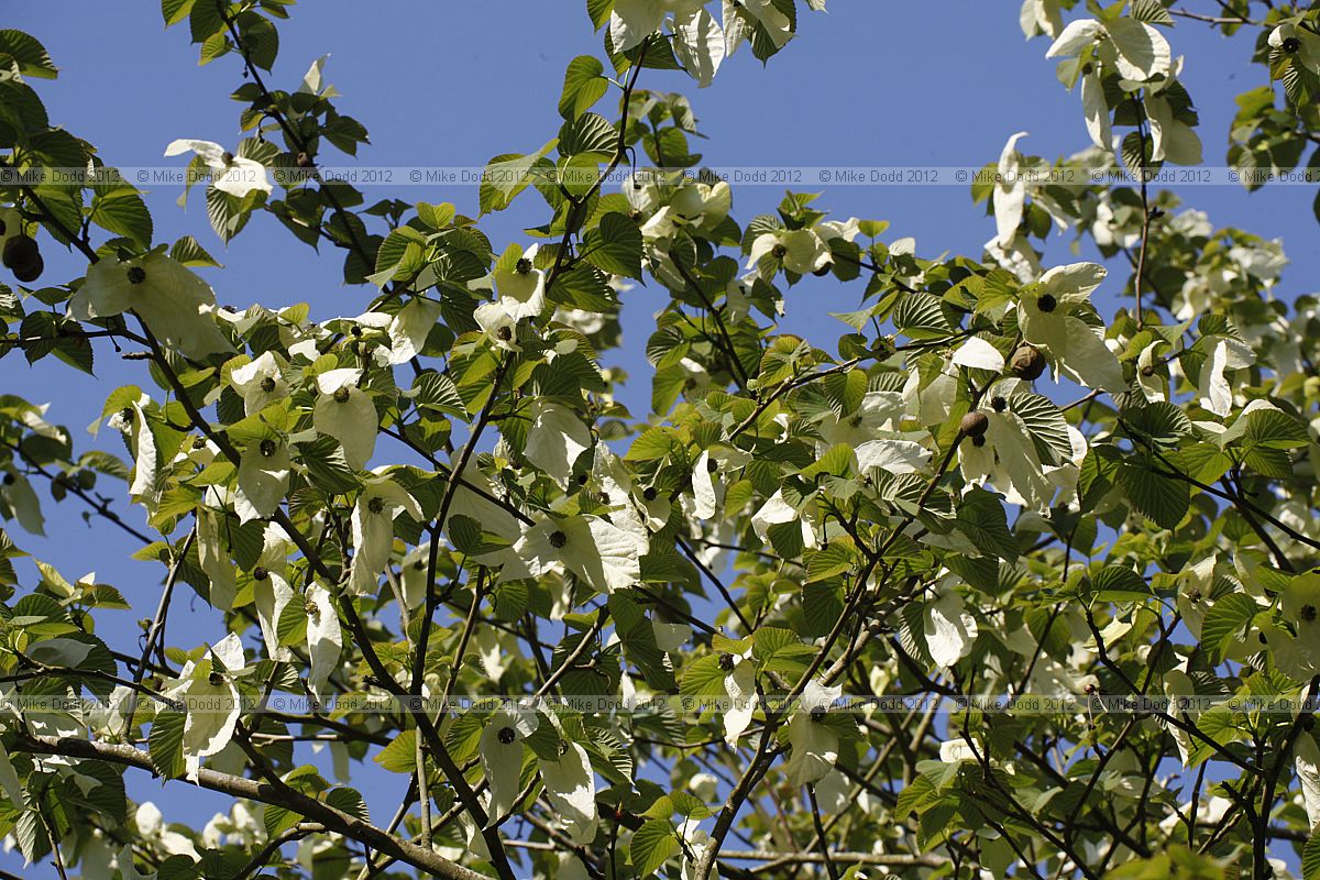 Davidia involucrata Dove Tree