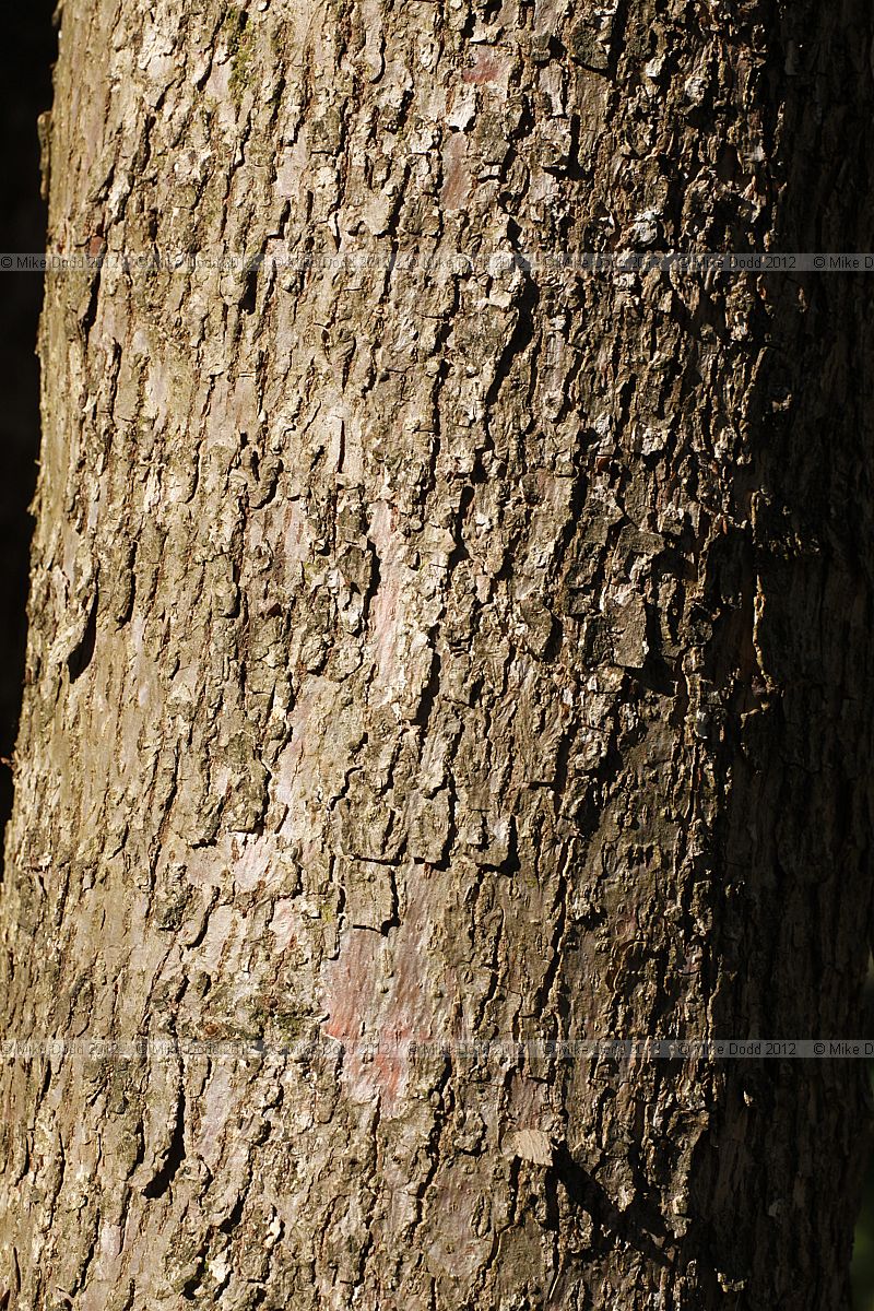 Davidia involucrata Dove Tree