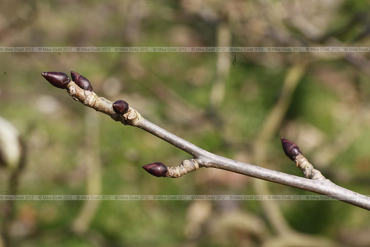 Davidia involucrata Handkerchief Tree