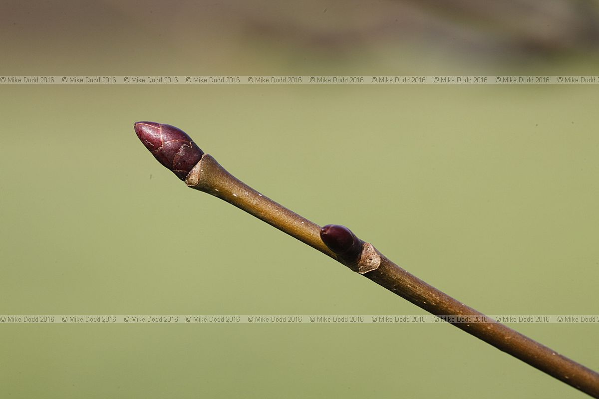 Davidia involucrata Handkerchief tree