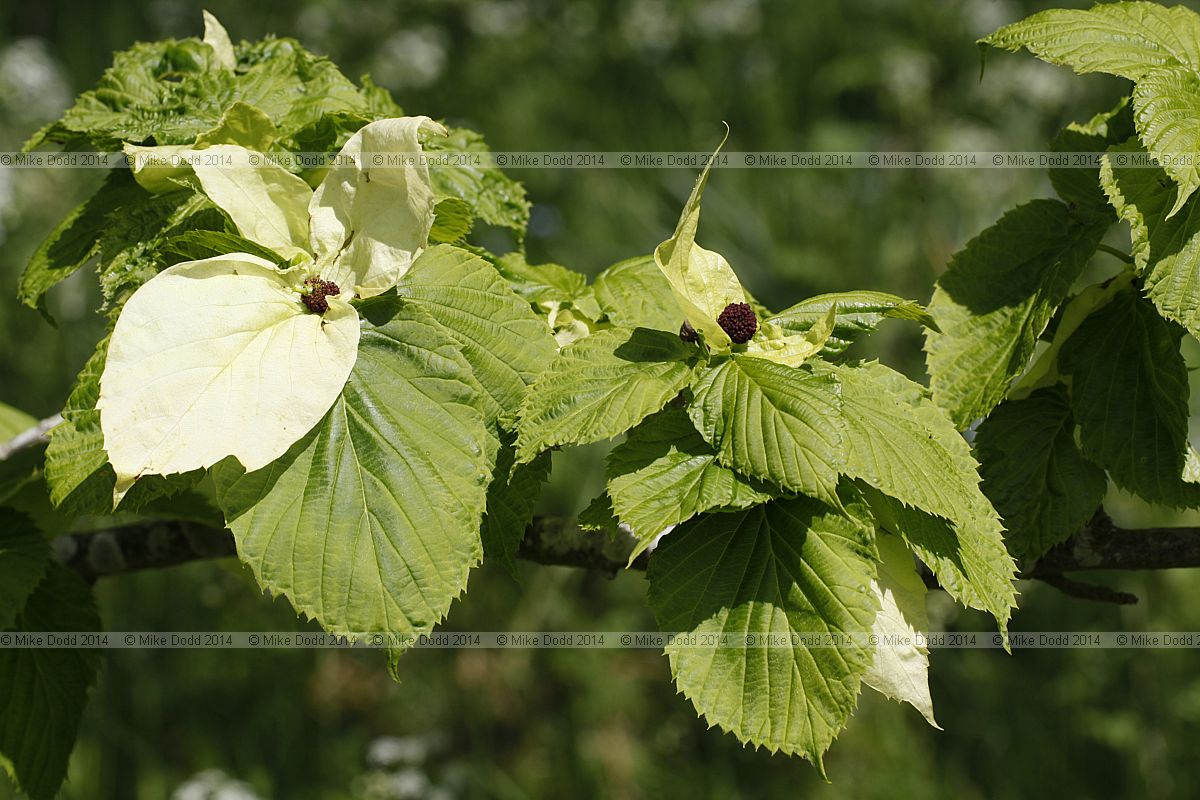 Davidia involucrata var vilmoriniana Handkerchief tree