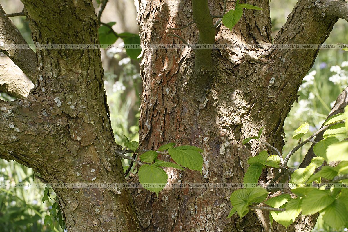 Davidia involucrata var vilmoriniana Handkerchief tree