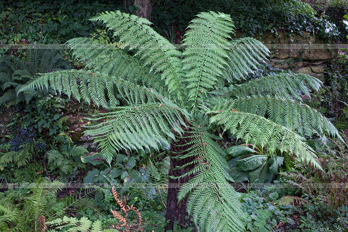 Dicksonia antarctica Soft Tree Fern