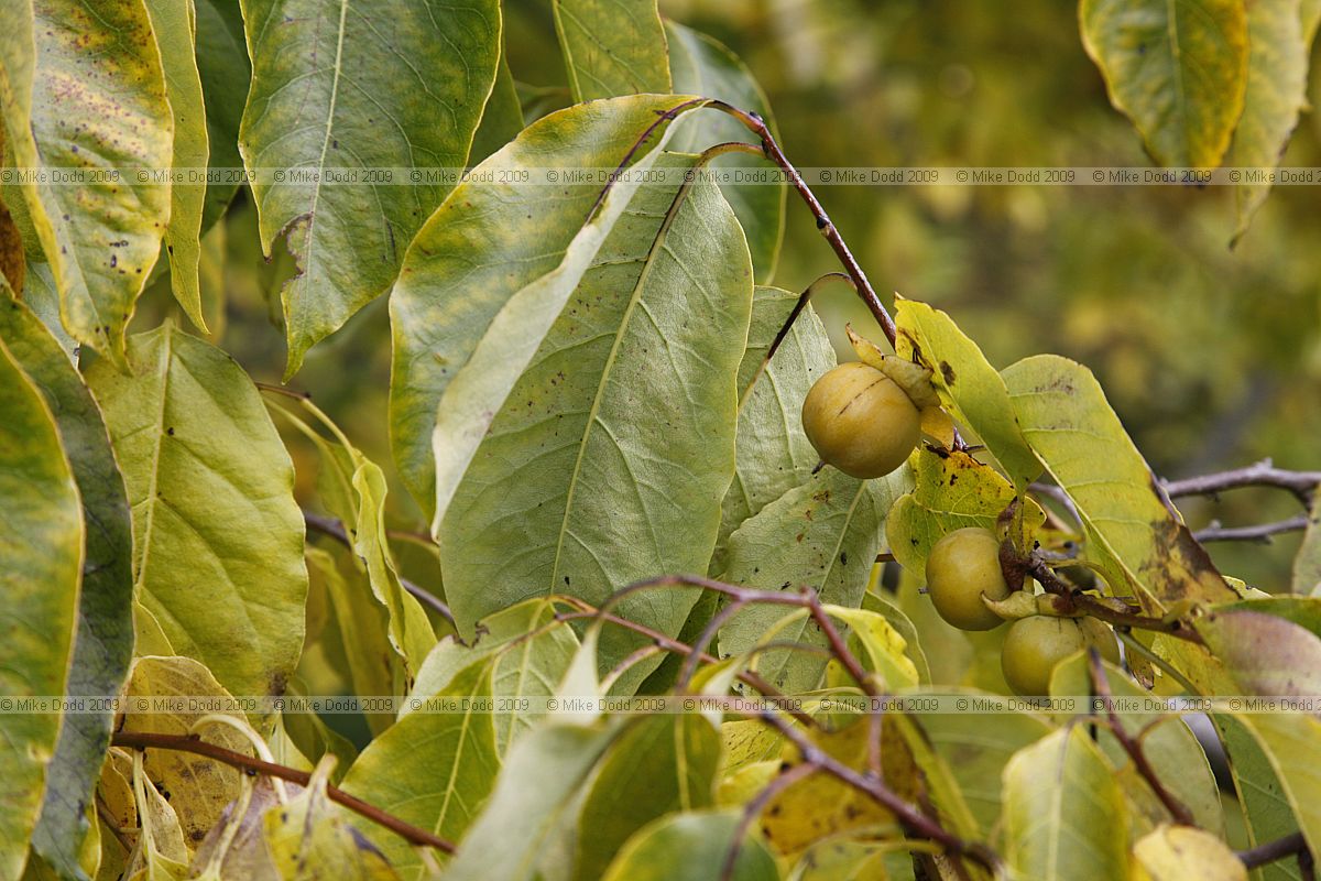 Diospyros virginiana