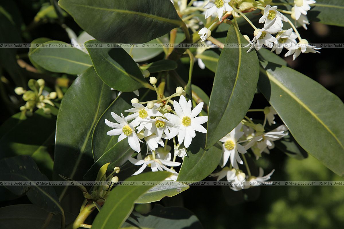 Drimys winteri Winter's bark