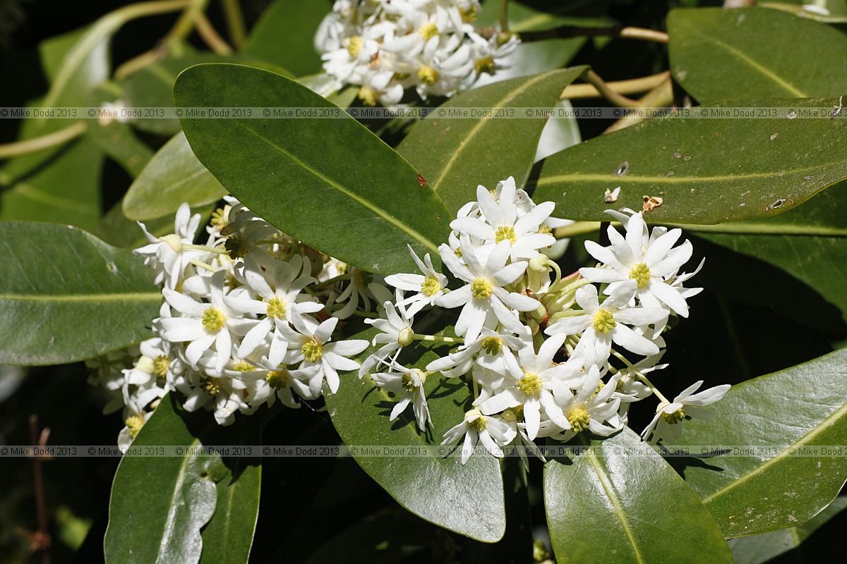 Drimys winteri Winter's bark