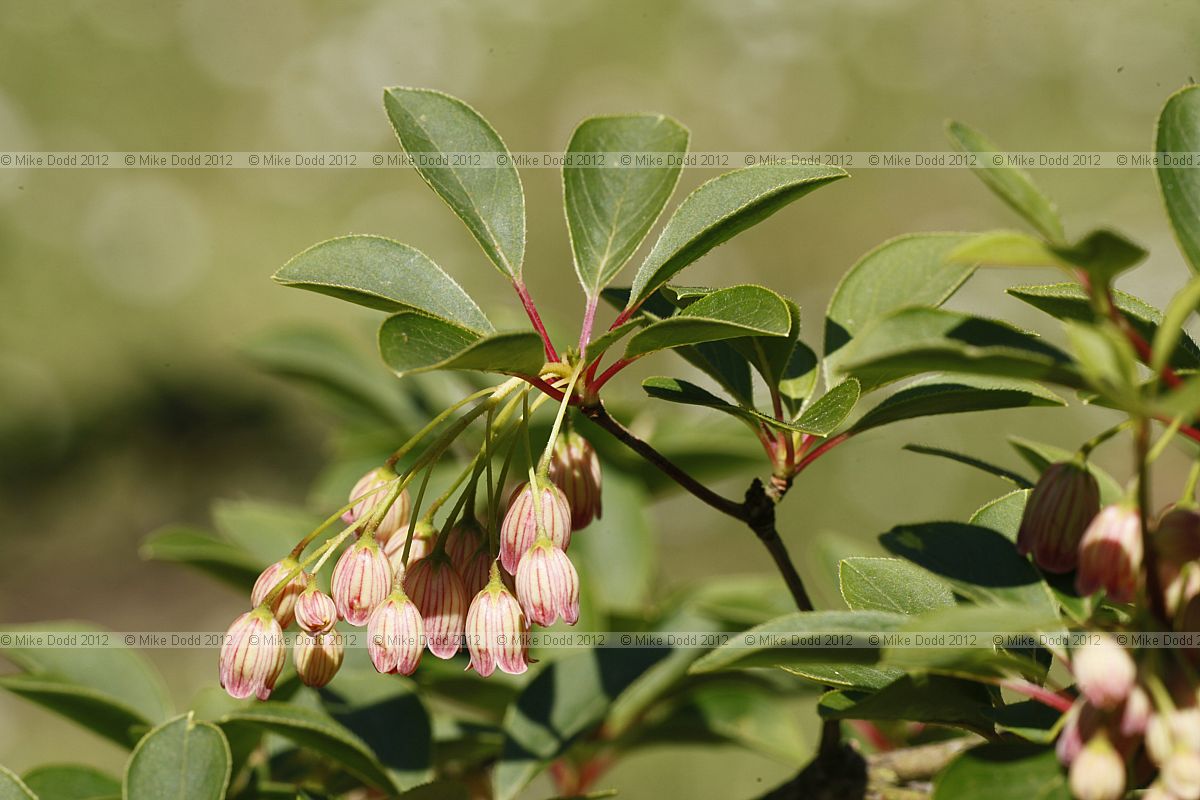 Enkianthus campanulatus
