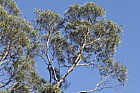 Eucalyptus archeri Alpine cider gum