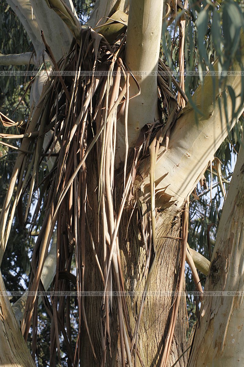 Eucalyptus chapmaniana Bogong gum