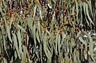 Eucalyptus chapmaniana Bogong gum