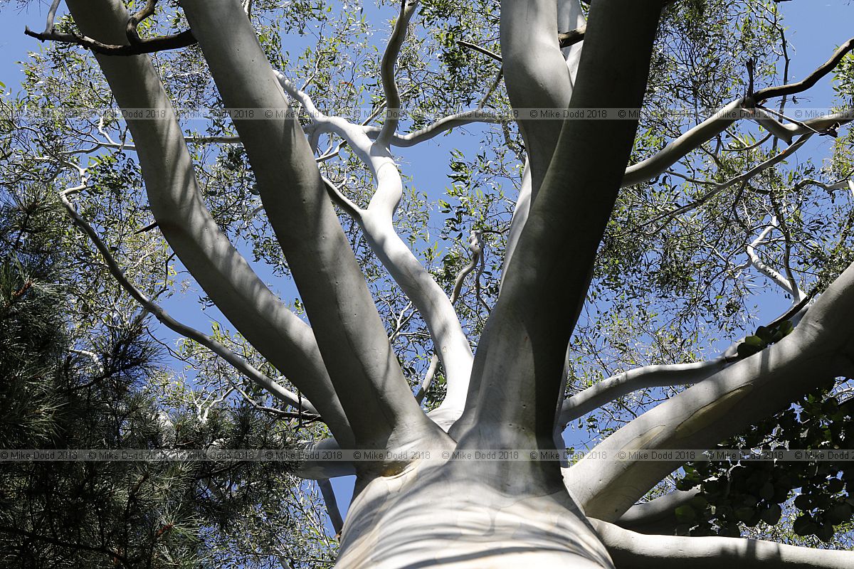 Eucalyptus dalrympleana Mountain white gum