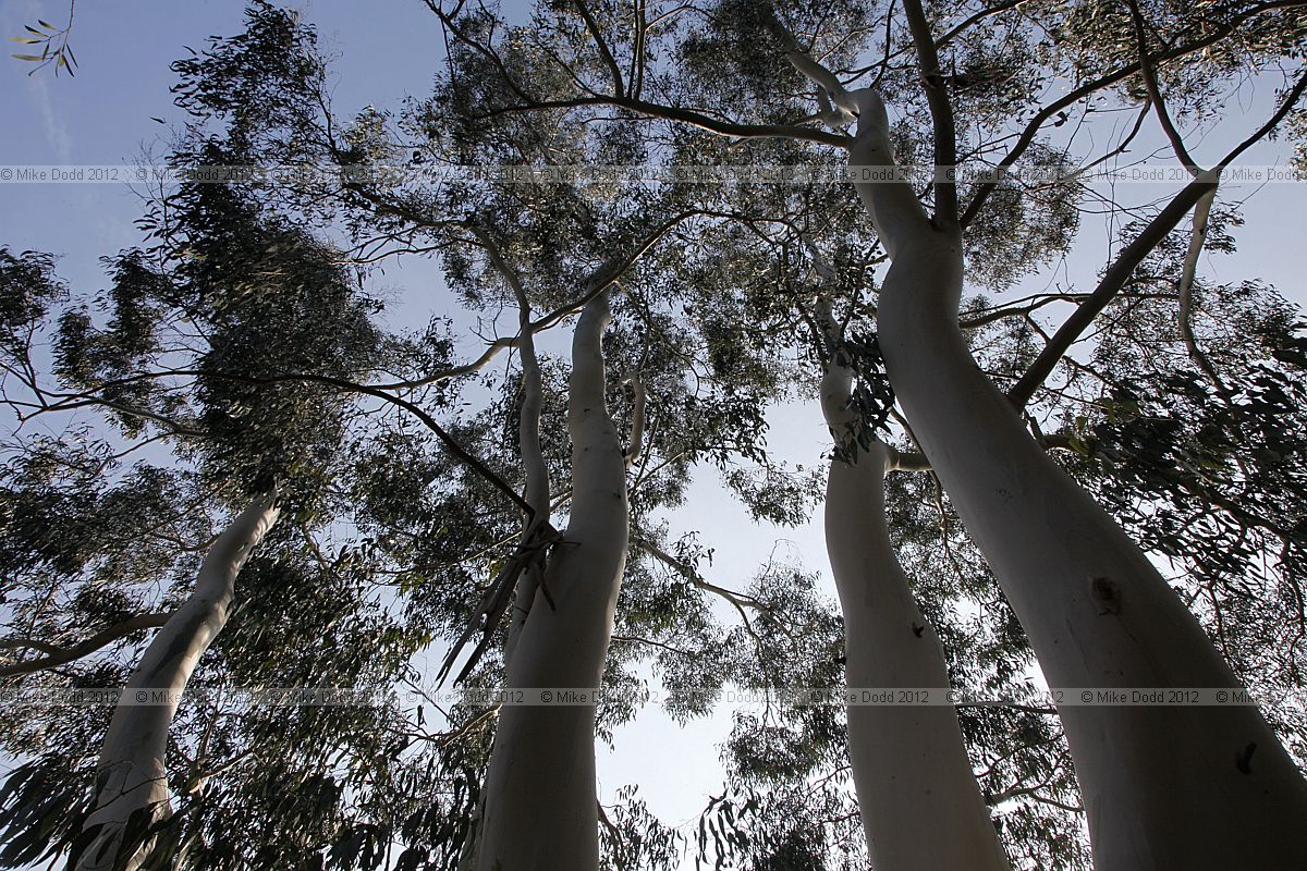 Eucalyptus dalrympleana