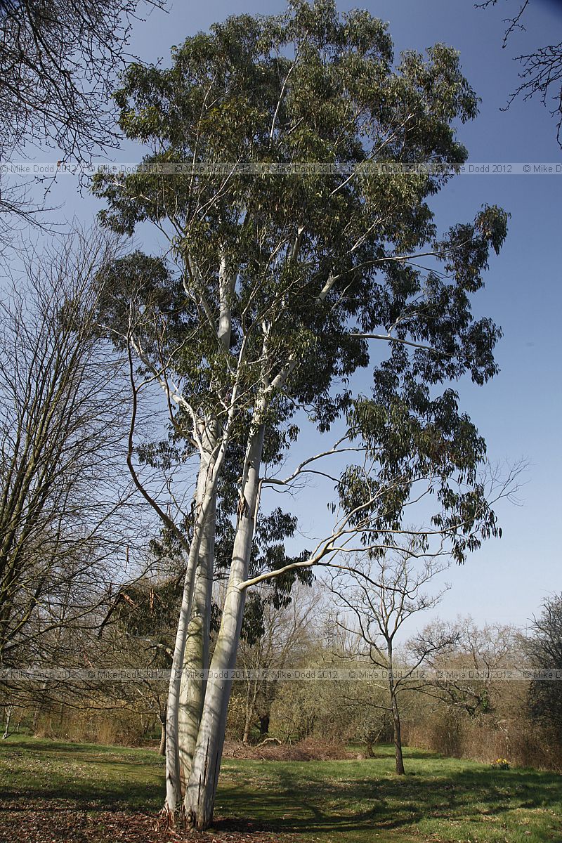 Eucalyptus dalrympleana Mountain Gum