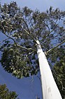 Eucalyptus deanei Round leaved gum