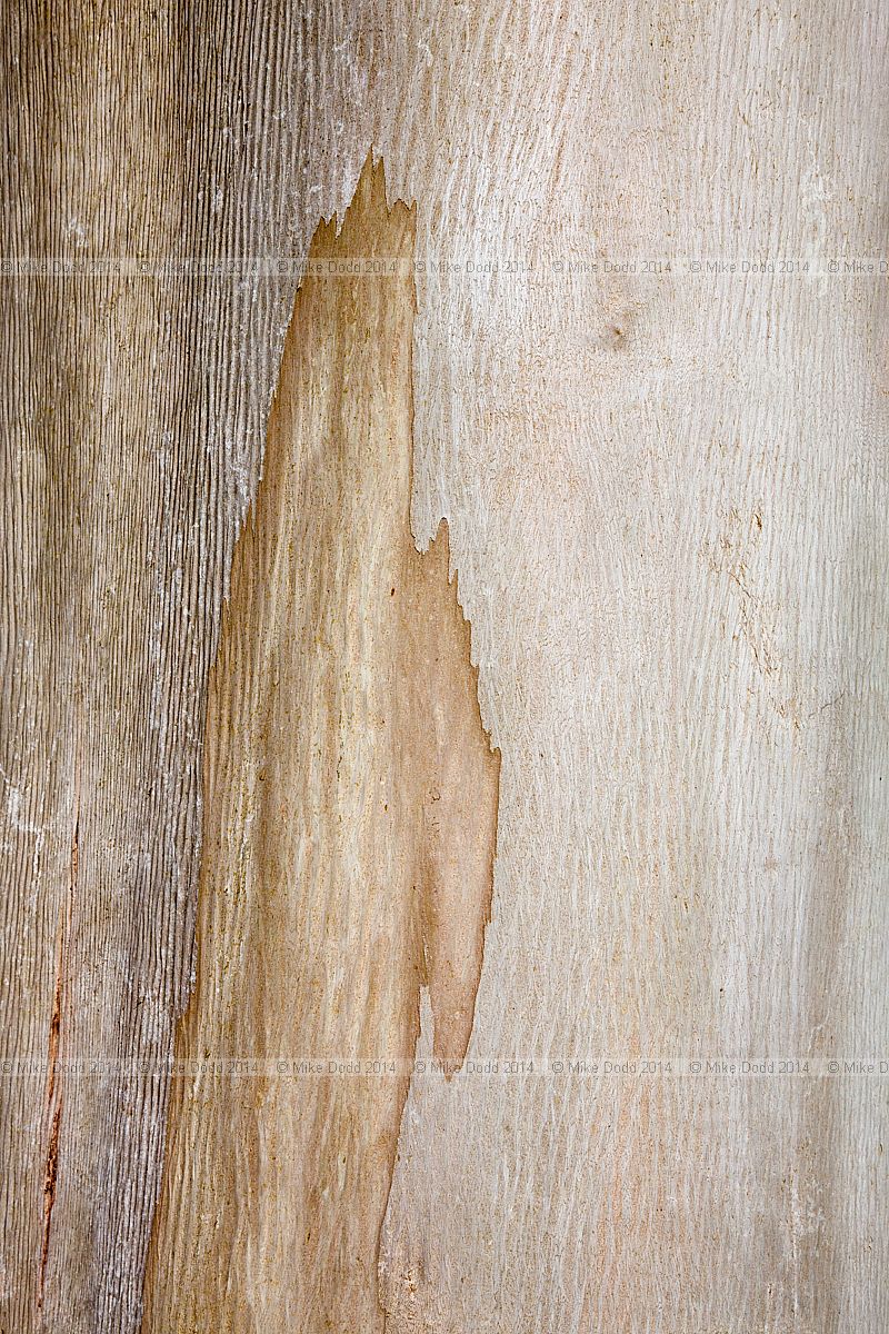 Eucalyptus glaucescens Tingiringi gum