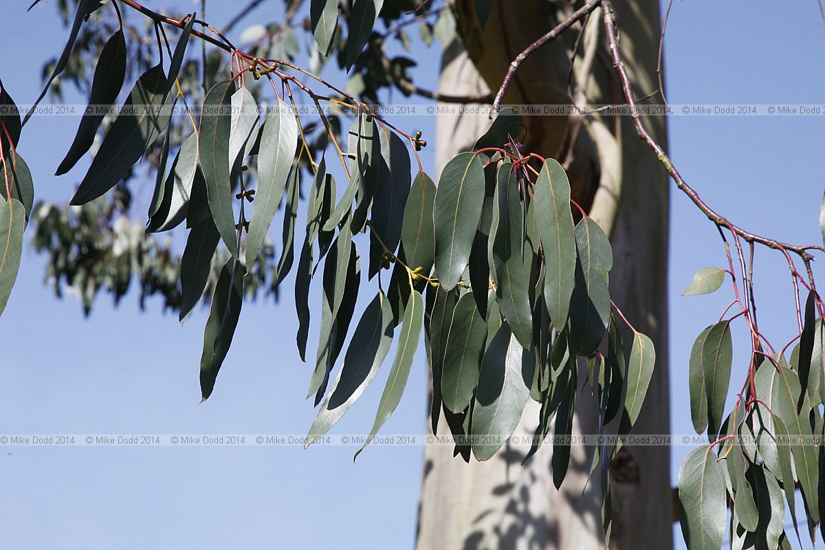 Eucalyptus glaucescens Tingiringi gum
