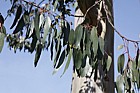 Eucalyptus glaucescens Tingiringi gum