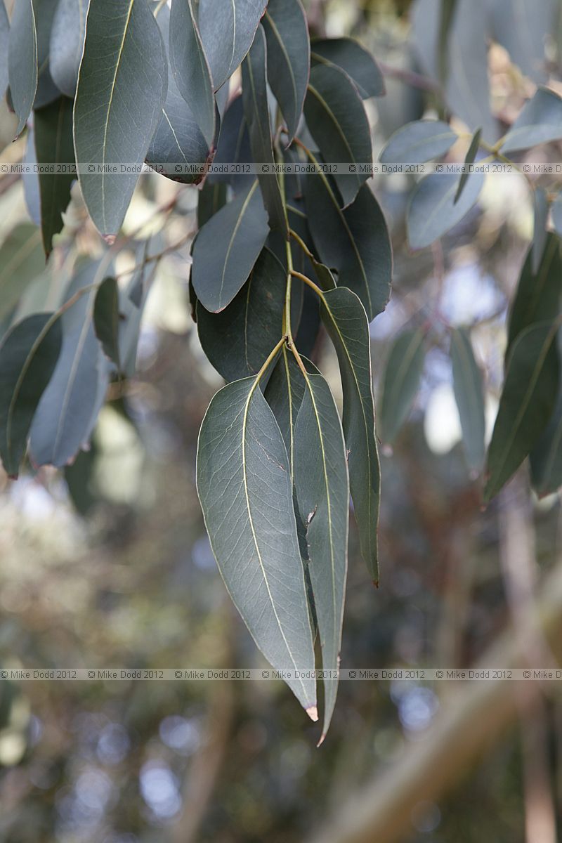 Eucalyptus glaucescens