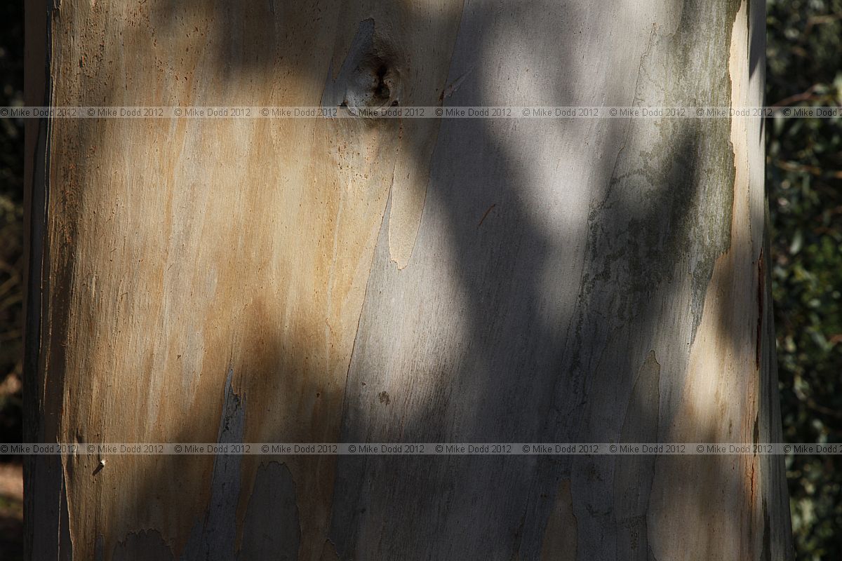 Eucalyptus glaucescens