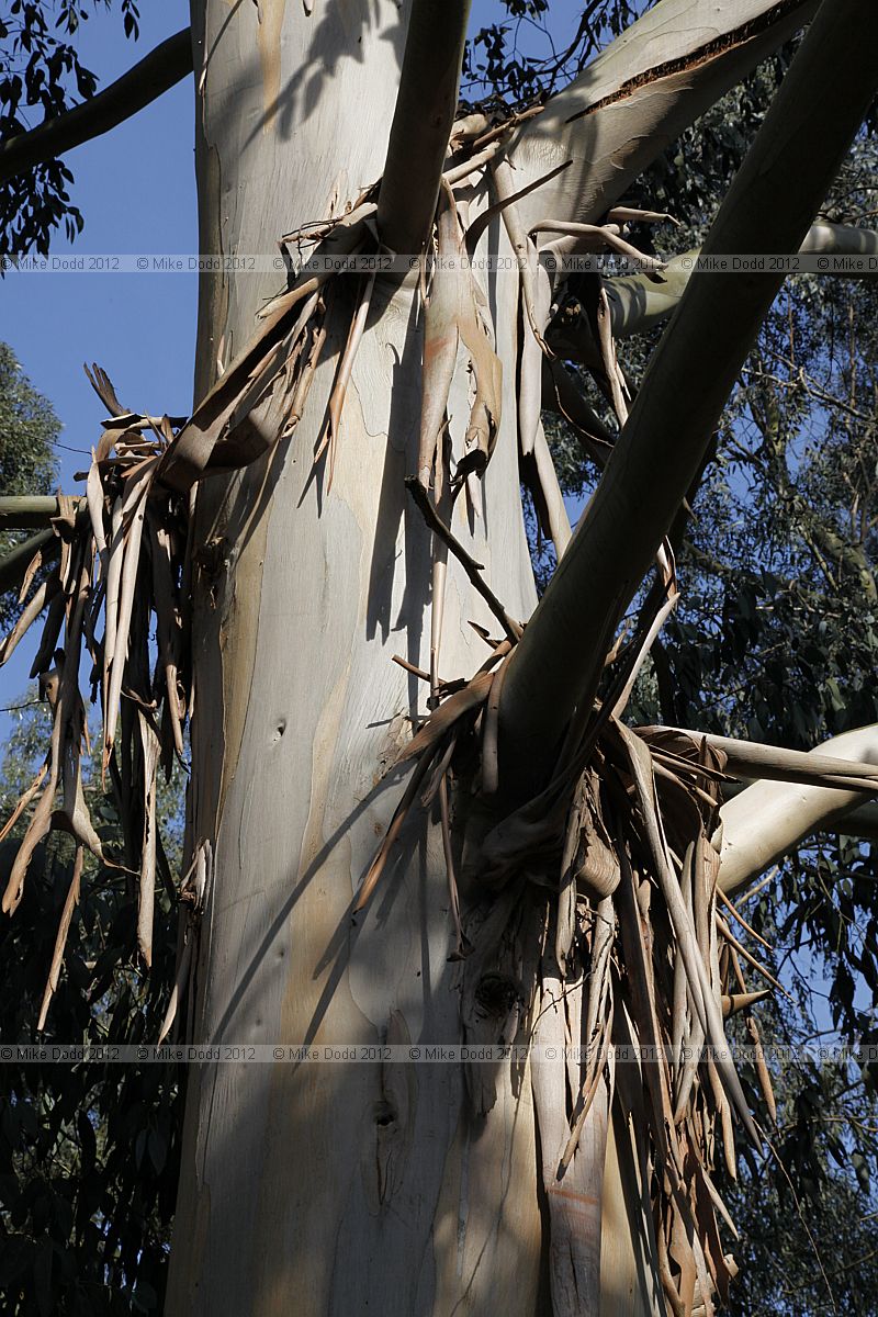 Eucalyptus glaucescens