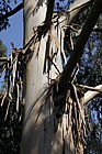 Eucalyptus glaucescens