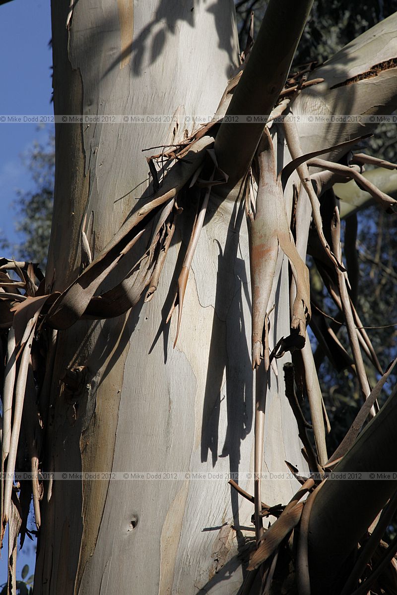 Eucalyptus glaucescens