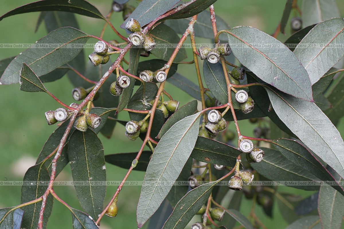 Eucalyptus gunnii