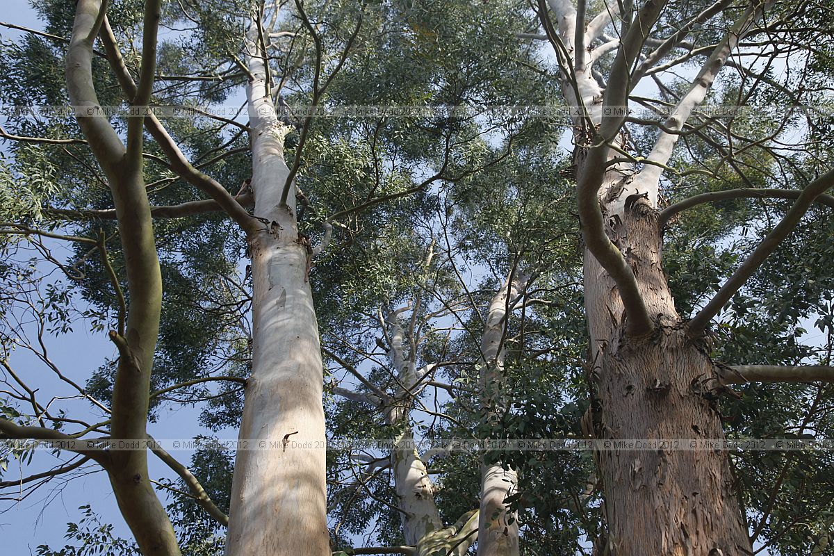 Eucalyptus gunnii Cider gum