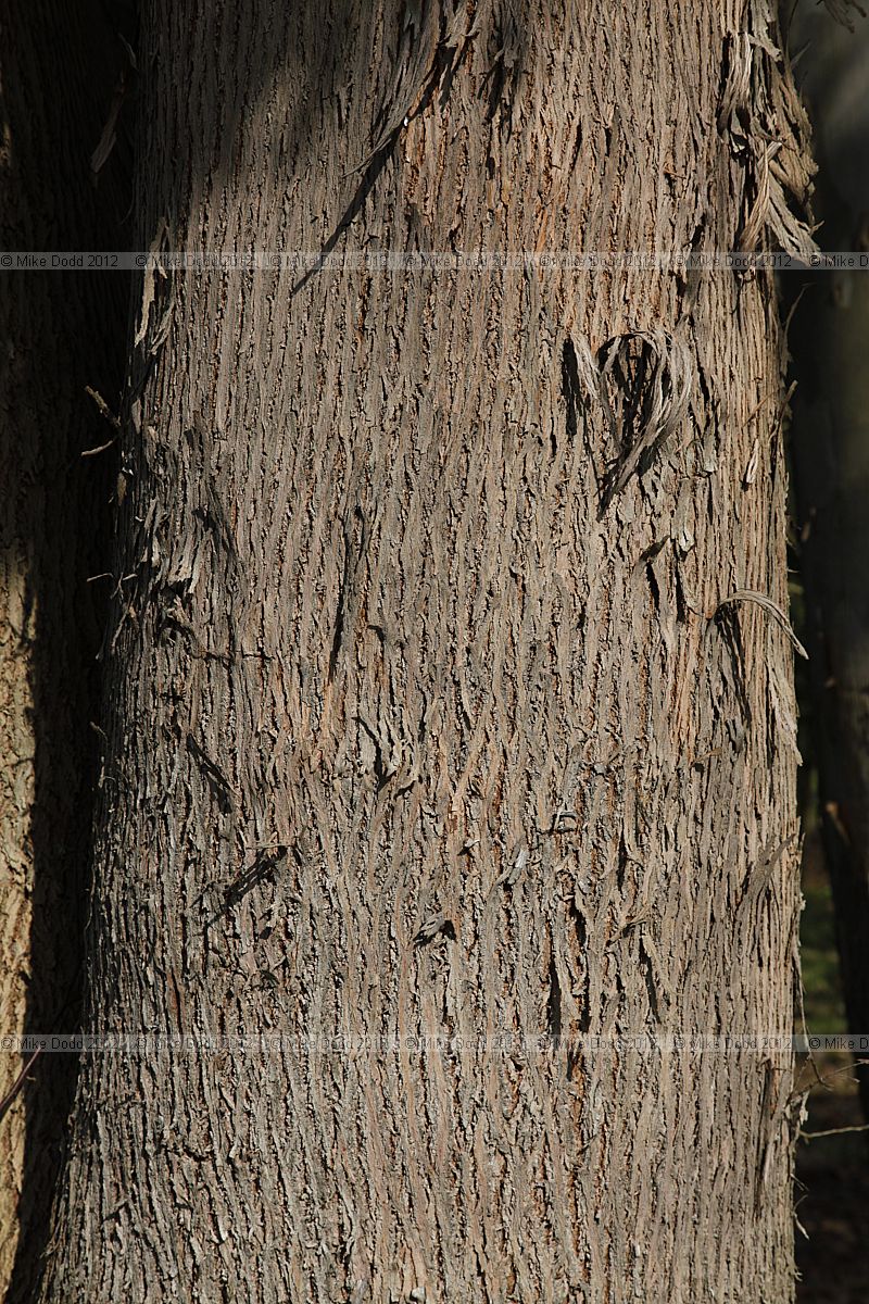 Eucalyptus gunnii Cider gum